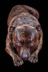 lies a dog head forward breed staffordshire bull terrier