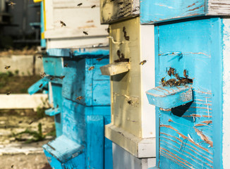 Obraz na płótnie Canvas Swarm of bees fly to beehive