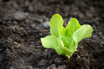 Lettuce seedling in garden. Gardening concept photo.