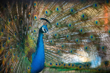 Obraz premium Magnificent Peacock 