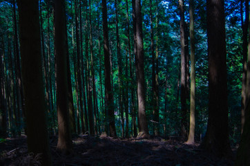 Fototapeta premium 晴れた日の森