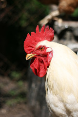 Beautiful rooster in the chicken coop. Domestic bird. Farm