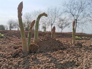 Spargel wächst aus Boden -  Fresh asparagus grows from the ground - Fehlende Erntehelfer - Corona...