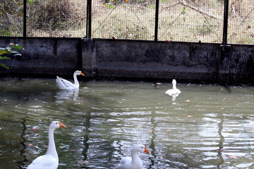 white ducks swimming in water pond, flock of duck, Selective focus with blur background. 

