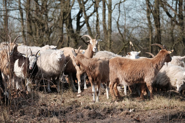 Schafe und Ziegen weiden in einer Heidelandschaft