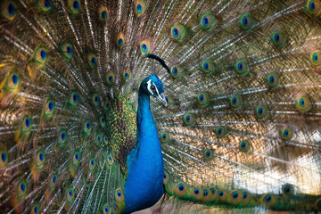 Naklejka premium Magnificent Peacock 