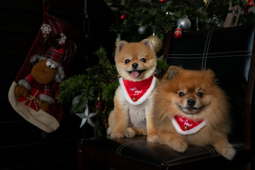 Pomeranian dogs Boo