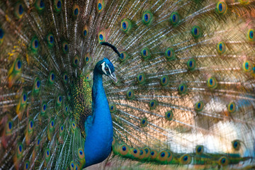 Obraz premium Magnificent Peacock 