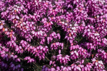 A close view of pink blooming heather (erica) on the spring rock garden
