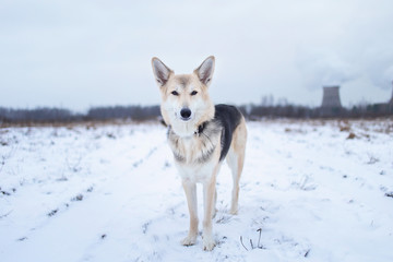 Mixed breed dog outside in winter meadow