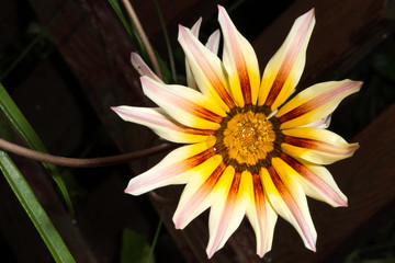 Red,white and yellow flower