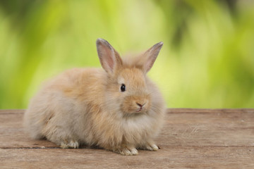 cute brown easter bunny rabbit on wood and green nature background