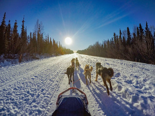 Sled dogs in Alaska
