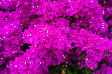 Violet bougainvillea flower. Bright saturated color a.