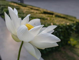 White lotus flower fully open with yellow pollens  in the water garden or pond