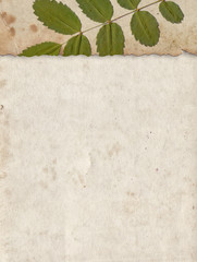 Vintage paper with dry plant background