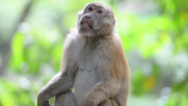 Portrait of male cute wild monkey sitting in a tree in green tropical forest with trees. Full HD video clip