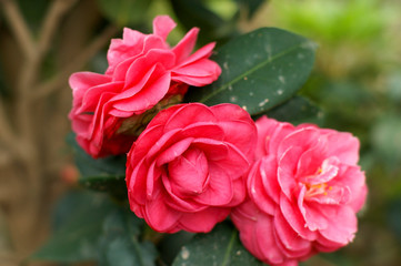 Camellia in full bloom in summer