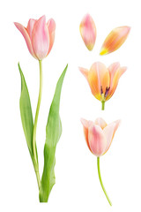 Collection of tulips on white background