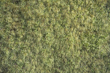 Green moss textured nature background 