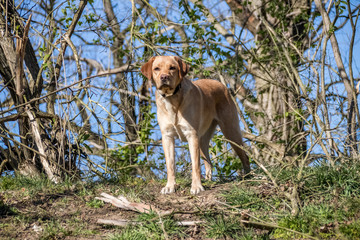 labrador