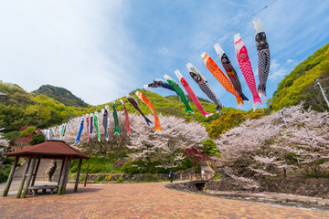 桜と鯉のぼり