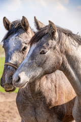 Fototapeta premium Two jumping horses stallions heads, they are close to each other. In grey color