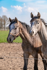 Obraz na płótnie Canvas Two jumping horses stallions heads, they are close to each other. In grey color
