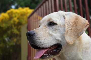 Golden Labradar Dog