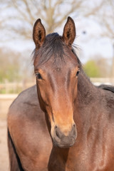 Fototapeta premium Shot of a beautiful young jumping horse head in front, brown color.