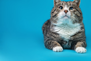 Old Cross breed cat lying in front of blue background