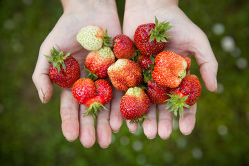 Fresh organic strawberries in the hands of a grandmother. Grandma collects a fresh strawberry crop. Summer harvest in the garden. Healthy eating concept