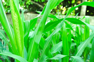 green crop with dew drops