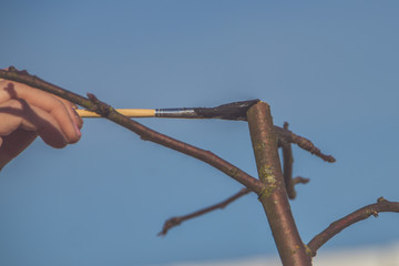 gardener protects the sections of trees from pests.