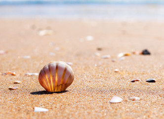 Fototapeta na wymiar shell in the sand on a beautiful sea beach