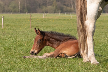 Fototapeta premium A baby horse lie down, with mother standing on a grass land in a spring morning. dutch landscape