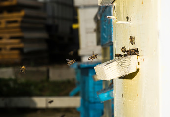 Bees entering the hive