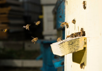 Bees entering the hive