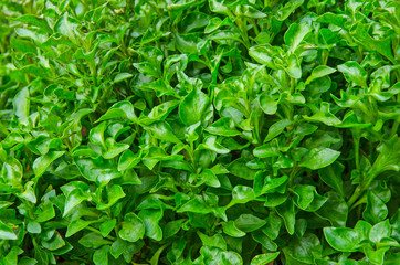 Fresh green leaves of water cress in the garden