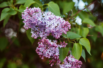 Lilac is blossoming. Spring background. 