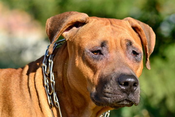 American Redhaired Pit Bull Terrier on the nature
