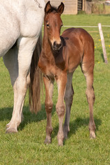 A baby horse with mother standing on grass, foal is looking at camera.