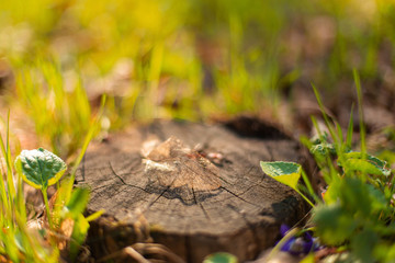 Dry skeletonized leaf on a stump close up