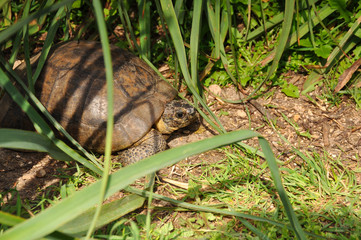 Land turtle in wild close-up. Animals, reptiles, nature