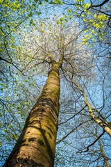 Fototapeta premium schönheit Baumkrone mit frischen Blättern im Frühling