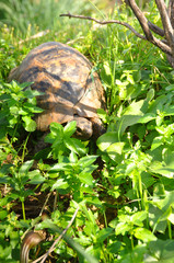 Land turtle in wild close-up. Animals, reptiles, nature
