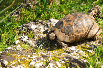 Land turtle in wild close-up. Animals, reptiles, nature