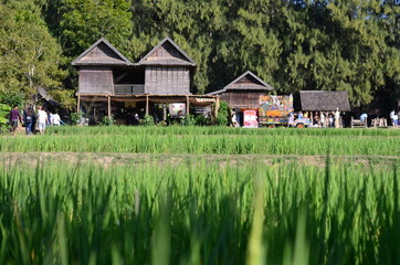close up of  green rice field and home small