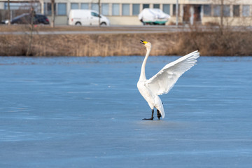 Whooper swan dancing on the ice.