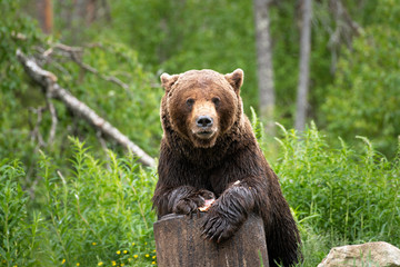 Brown bear on carcass. Brown bear eating salmon in Finland.